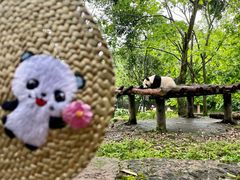 -都江堰中华大熊猫苑
