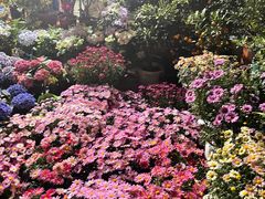 -平吉花卉市场