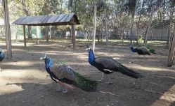 -萌宠亲子动物乐园(槐房万达店)