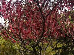 -大兴滨河森林公园