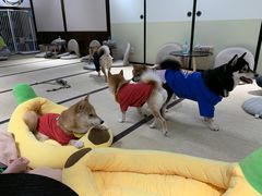 -逗柴咖啡屋·狗咖猫咖宠物桌游