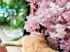 -谷咖啡·鲜花绿植花园餐厅