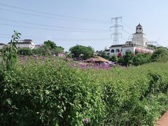 -紫颐香薰山谷景区