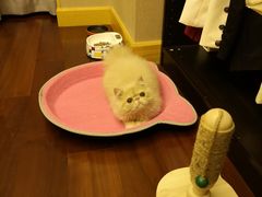 -猫大福·Fortune Cat猫舍(百子湾店)