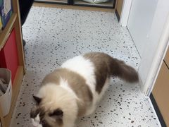 -瑞派康怡24h宠物医院·犬猫医疗中心·微创绝育(瑞景分院)