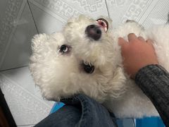 -海关荤豆花(洋河一路店)