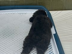 -帕帕拉兹宠物(亚洲旗舰店)