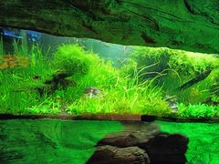 -上海海洋水族馆