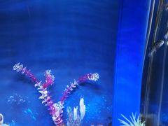 -白鹿仓冰雪海洋世界