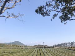 -雪绿茶博物馆