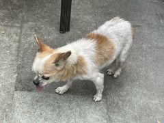 -温记府廟豆汤饭·始于1955年(海椒店)