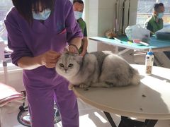 -北京观赏动物医院·24小时大型综合·猫专科·异宠专科
