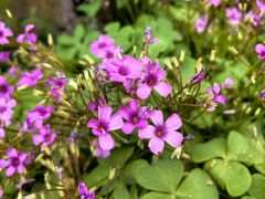 -麦盛斋糕点(北大街店)