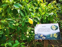 -中国科学院西双版纳热带植物园