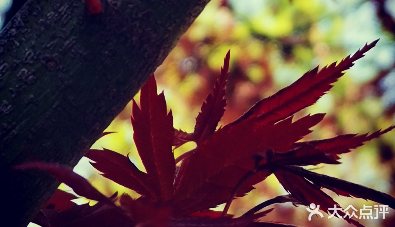 徐家汇光启公园