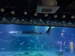 -烟台海昌鲸鲨海洋公园