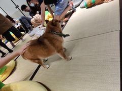 -逗柴咖啡屋·狗咖猫咖宠物桌游