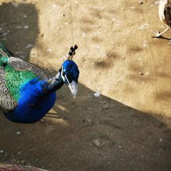 -萌宠亲子动物乐园(槐房万达店)