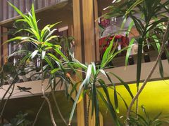 -一坐一忘云南菜(卓悦中心)