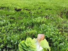 -墨尔本皇家植物园