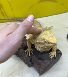-神奇动物撸宠馆·羊驼·小浣熊·异宠(豫园店)