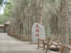 -金塔沙漠胡杨林景区