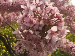 -古柏渡飞黄旅游区