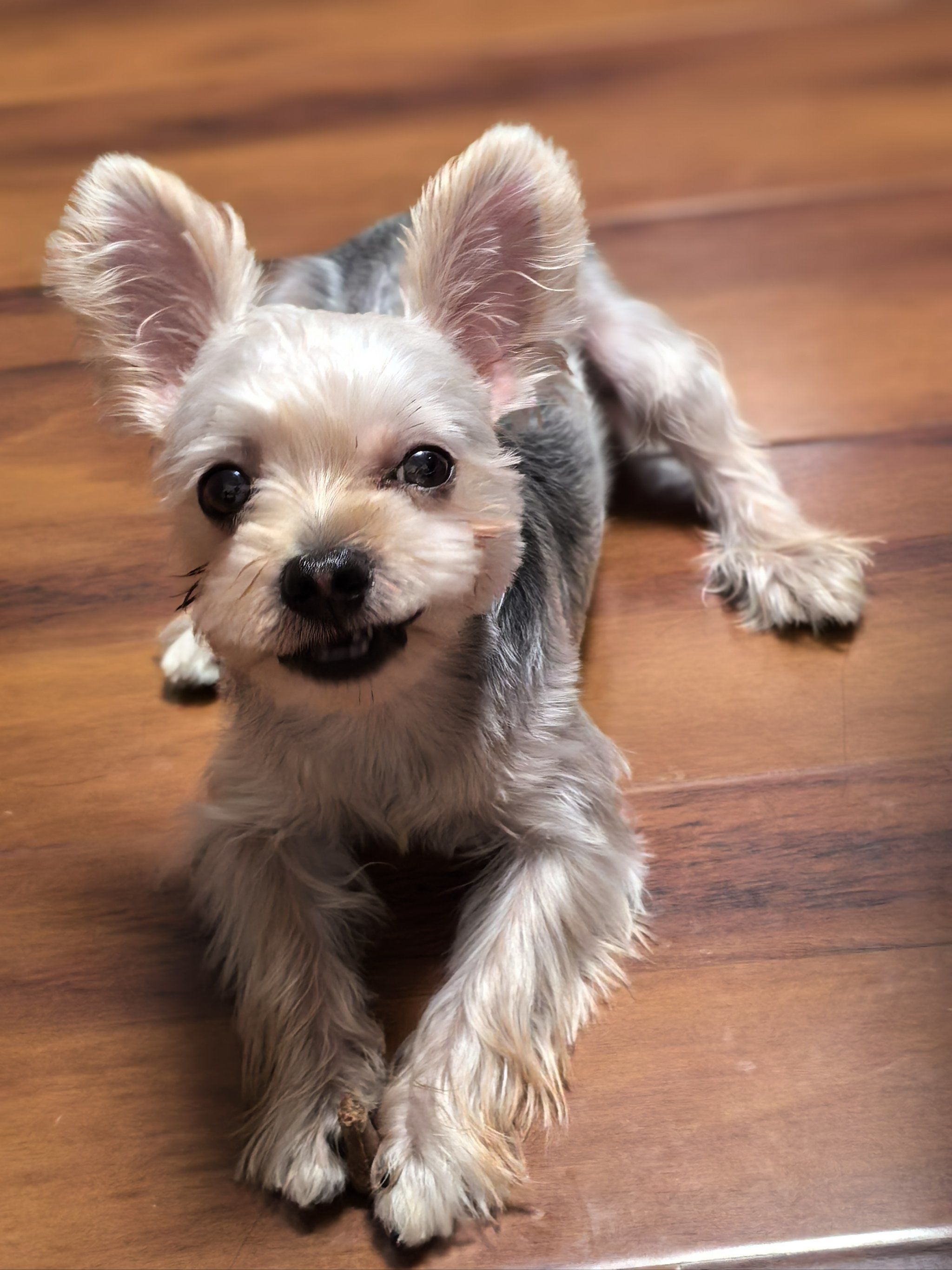 宠物狗狗的日常萌