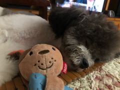 -帕帕拉兹宠物(亚洲旗舰店)