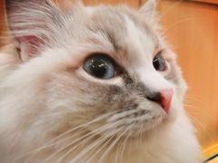 -CAT’S MEWSTAR CAFE·喵星球猫屋(晴湾咖啡店)