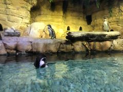 -迪拜水族馆及水下动物园