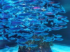 -正佳极地海洋世界