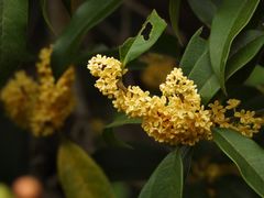 -大唐贡茶院