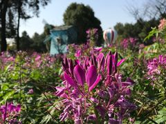 -铁山坪森林公园