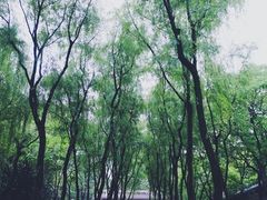 -柳浪闻莺公园