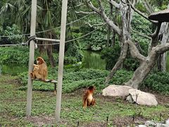 -深圳野生动物园