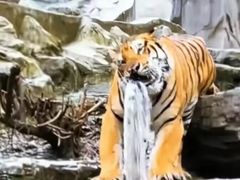 -栾川竹海野生动物园