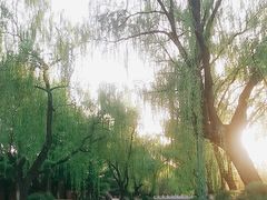 -菖蒲河公园