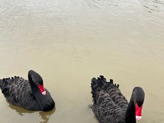 -盐城丹顶鹤湿地生态旅游区