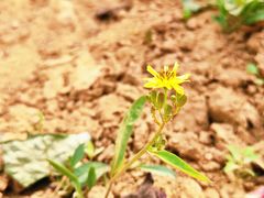-曹州百花园