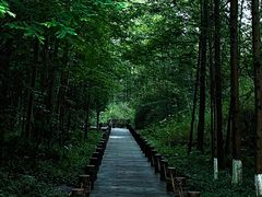 -桤木河湿地公园