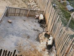 -泉州海丝野生动物世界