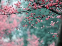 -香雪海