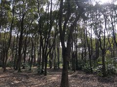 -上海滨江森林公园