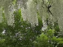 -嘉定紫藤园