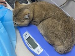 -芭比堂动物医院·心脏专科·夜诊·吉雅分院