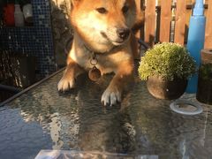 -柴犬高等学院·狗咖·柴犬售卖·宠物训练