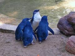 -费瑟代尔野生动物园