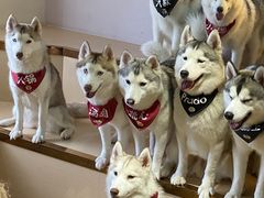 -Husky Go! 哈士奇体验馆·宠物咖啡厅狗咖