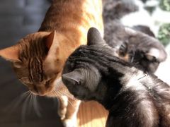 -海边的猫和咖啡馆